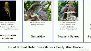 List of Birds of Order Psittaciformes Family Miscellaneous nelepsittacus featuring minimus Parrot