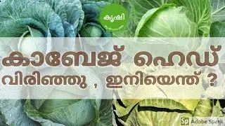 കാബേജ് ഹെഡ് വിരിഞ്ഞു , ഇനിയെന്ത് ചെയ്യണം - cabbage head formed what next ?