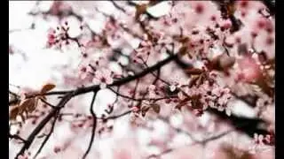 ليه يابوي - حمدي الشرعبي