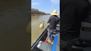 pescaria de pacu caranha rio s&atilde;o Francisco mg 2025. #shorts #pescaria #pesca