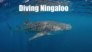 Amazing Diving and Whale Sharks at Ningaloo, Western Australia