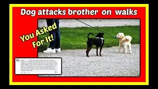 Dog attacks sibling on walks. Redirected Aggression. Leash Aggression