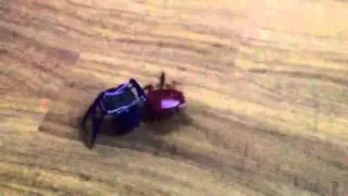 Bugs fight