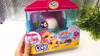 Opening Little Live Pets Cute Surprise Chick ASMR: Adorable Unboxing Experience!