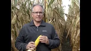 Quoi observer dans vos champs de maïs grain avant la récolte?