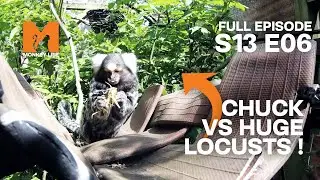 The Marmosets Get A Little Treat | Monkey Life Season 13 Episode 6 | Monkey Life