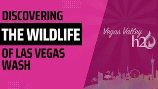 Discovering the Wildlife of Las Vegas Wash: Tracking Rodents with SNWA Biologists