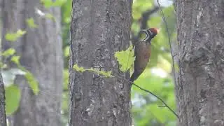 Himalayan Flameback calling