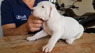 Filhotes de Dogo Argnetino