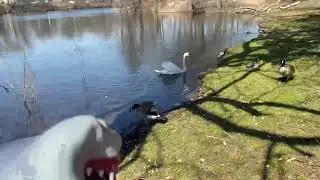 Shark Puppet Duck Attack