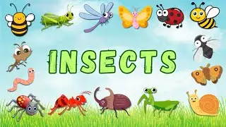 🐞INSECT NAMES for Kids🪰 | Spelling🐝 | English Vocabulary 🐜#preschool #englishteacher #bugs