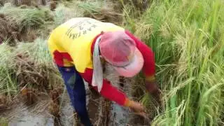 video padi mp4gg