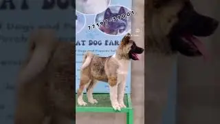 Akita Female Available at Mangat DoG Farm ❤️ #dogbreed #akita #cute #americanakita #akitadog #pets
