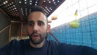 Palomos Valencianos Si se Dieron Fama Volando Y Trabajando porque hoy se habla de estandar y expo?