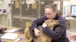 Blue Cross Animal Hospital