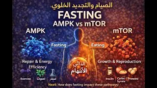الـ AMPK مقابل الـ mTOR: من يتحكم في شفاء الجسم ونموه؟