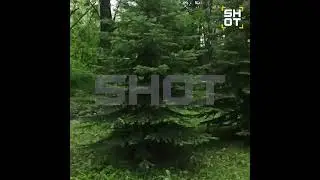 M8.8 Earthquake Shakes Forest, Kamchatka, Russia