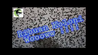 Wallet part 02 Ribuan koloni di Sore hari