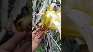 #plantas #abejas #frutas #abejanativa #jardin #flores #natural #agricultura #cultivo #bolivia 🇧🇴🇧🇴