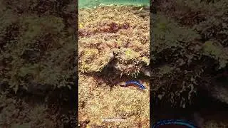 #Arabiandottyback #UnderwaterWorld #MarineLife #Ocean #BeautifulPakistan #PakistanWildLife #WildLife