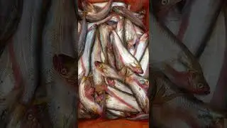 PNG fish supplier Indore 9826333335