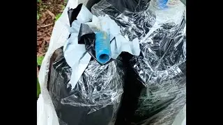 Colocando iscas para abelha Mandaçaia nas arvores