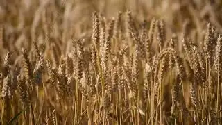 Windy Wheat Field ASMR // Sleep Sounds (White Noise)