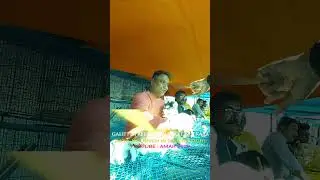 Galiff Street Pet Market Kolkata | Quality Dog Puppy at Cheap Price |18/01/26 |#shorts #shortsfeeds