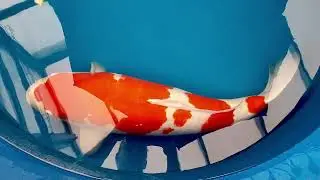 8a Koimasters Juni Juli 2023