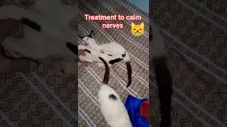 The best natural nerve-calming remedy for cat lovers #catlife #cats #cat #kitten #catshorts #cute