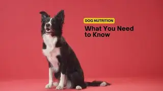 Mastering Dog Nutrition: Essential Tips for a Healthy Canine Diet 🐕🍽️