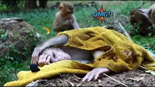 So pity! Carlo miss home he love towel not allow me to take it out, See Towel miss his home