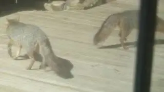 Gray fox family in backyard - parents and pups