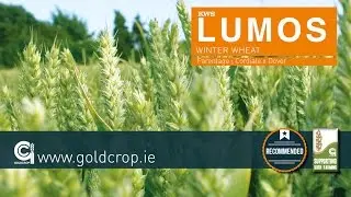 Goldcrop Winter Wheat - KWS Lumos