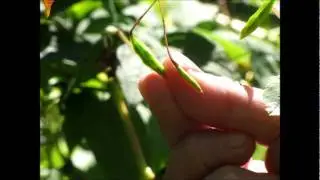Jewelweed Seed Dispersal