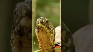 Eastern Box Turtle: The Heart of the Forest #animals