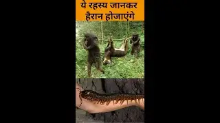 आखिर अमेज़न जंगल का रहस्य क्या है ? Mystery Of Amazon Rainforest In Hindi