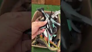 Dinosaur Jurassic World Toy In The Box ASMR Review