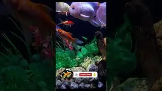 Stunning 4K Aquarium Video &ndash; Amazing Fish Tanks in Ultra High Definition 🐟 Relaxing Music For Sleep