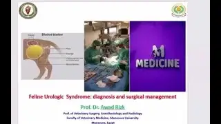 'Feline Urologic Syndrome  Diagnosis and Surgical treatment' '' Pro.Dr. Awad Rizk''