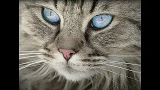 Unlocking the Secrets of Cat Communication: 100 Sounds & What They Mean!