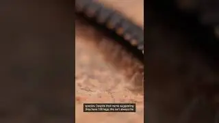 Unveiling the Fascinating World of Centipedes: Ancient Predators with Venomous Claws #centipedes