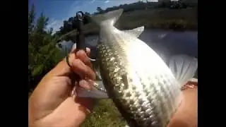 Snagging Mullet With A Treble Hook  (catch and cook)