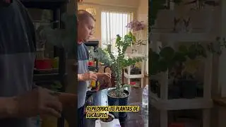 Multiplica tus plantas de eucalipto  por esquejes. #jardin f&aacute;cil y sencillo