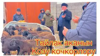 💎Тайлак аканын Коросу козу кочкорлору