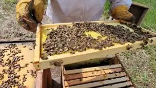 The cost of drawing comb and growing bees before the honey flow.