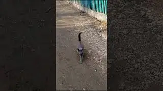 кот в движении🐈cat in motion