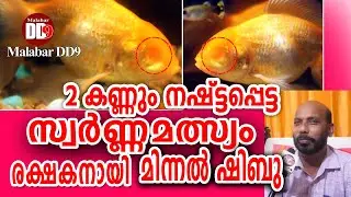 രണ്ട് കണ്ണും നഷ്ടപ്പെട്ട  സ്വർണ്ണമത്സ്യം രക്ഷകനായി മിന്നൽ ഷിബു |blind fish| |goldfish||minnal shibu|