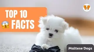 10 Fascinating Facts About Maltese Dogs! #MalteseDog #maltesefact