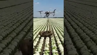 Drones catch crop-destroying feral hogs#shorts#farmer#fruit#nature#agriculture